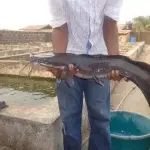 The Future of Aquaculture in Nigeria