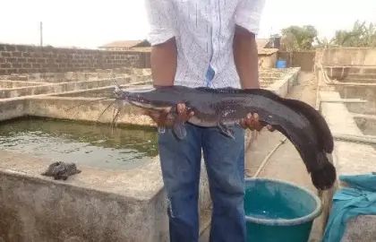 The Future of Aquaculture in Nigeria